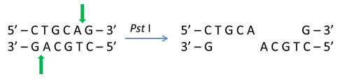 generated-by-pst-i Cohesive 3' ends generated by Pst I