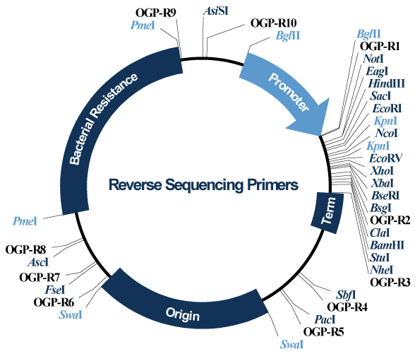 Reverse Sequencing Primers Reverse Sequencing Primers