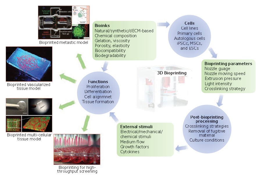 components-applications-3d-bioprinting-n The essential components and applications of 3D bioprinting.