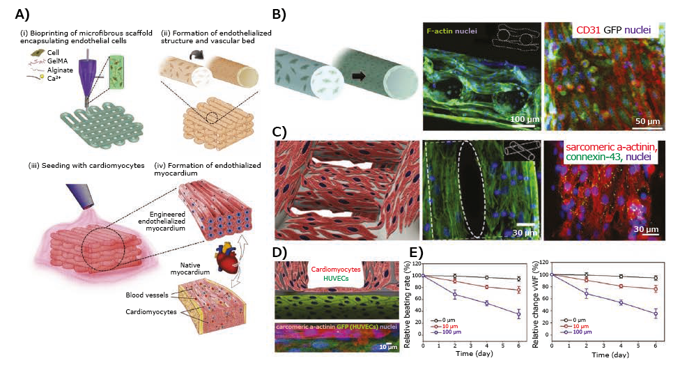 drug-testing-n Application of 3D-bioprinted tissue models in drug testing