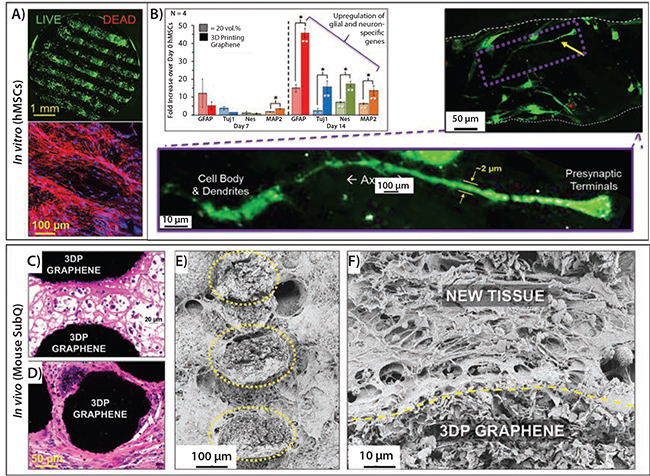 confocal-microscopy-reconstruction 共聚焦显微镜重建