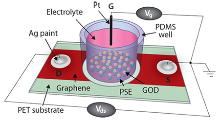 CVD graphene-based FET biosensor CVD graphene-based FET biosensor