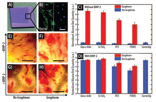 Graphene accelerates bone cell differentiation Graphene accelerates bone cell differentiation