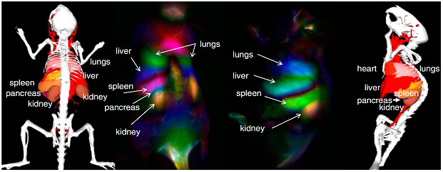 Dynamic Contrast Image of a mouse using functionalized SWNTs and Principal Component Analysis24 (Figure was adapted from reference 24) Dynamic Contrast Image of a mouse using functionalized SWNTs and Principal Component Analysis24 (Figure was adapted from reference 24)