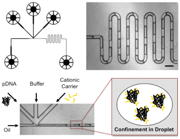 Microfluidic assembly of pDNA polyplexes Line art and photos showing microfluidic assembly of pDNA polyplexes