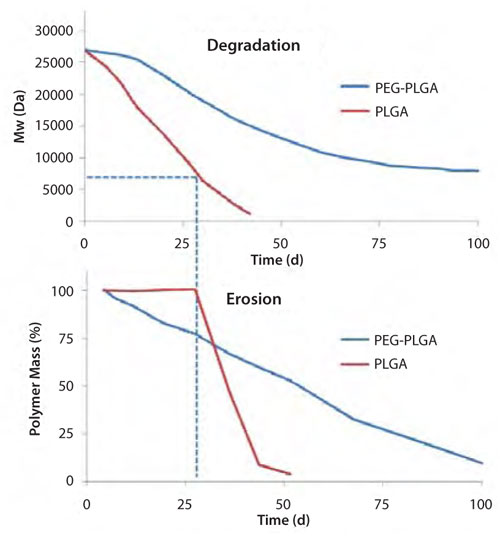 Polymer Degradation and Erosion Typical time course of polymer degradation (top) and erosion (bottom) for PLGA and PEG-PLGA polymers.10-12