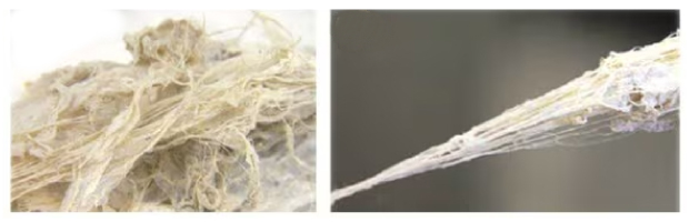 Fibril Materials 可以从中提取 BNNT 纱线 (b) 的原纤维材料