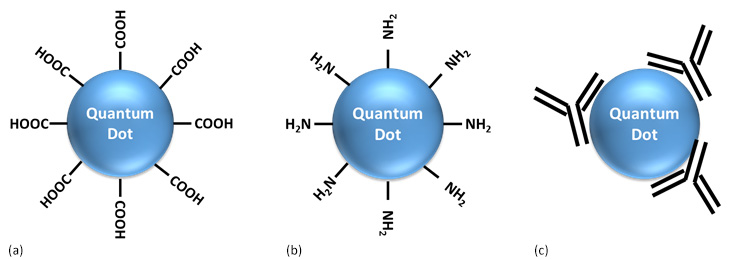 Three diagrams labeled (a), (b), and (c), each showing a spherical quantum dot with various molecular groups attached to its surface. Diagram (a) shows a quantum dot with four carboxyl groups (-COOH) attached. Diagram (b) depicts a quantum dot with four amine groups (-NH2) attached. Diagram © illustrates a quantum dot with multiple amine groups protruding from its surface, indicating a higher density of attachment compared to diagram (b). The image represents the functionalization of quantum dots, which is important in fields like nanotechnology and materials science for tailoring the properties of these nanoparticles for specific applications. Three diagrams labeled (a), (b), and (c), each showing a spherical quantum dot with various molecular groups attached to its surface. Diagram (a) shows a quantum dot with four carboxyl groups (-COOH) attached. Diagram (b) depicts a quantum dot with four amine groups (-NH2) attached. Diagram © illustrates a quantum dot with multiple amine groups protruding from its surface, indicating a higher density of attachment compared to diagram (b). The image represents the functionalization of quantum dots, which is important in fields like nanotechnology and materials science for tailoring the properties of these nanoparticles for specific applications.