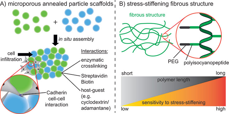 Creation of macroscopic pores with spherical microgels (MAPs) Interconnected microporous annealed particle scaffolds (MAPs)