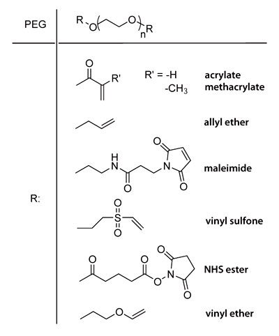 End groups of different PEG macromers. End groups of different PEG macromers.