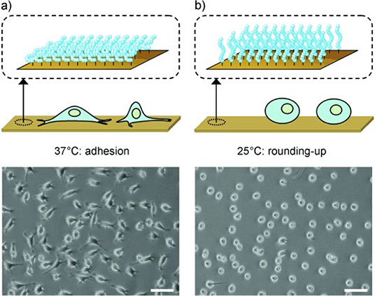Print Microscopy images of L929 mouse fibroblasts on poly(OEGMAco-M(EO)2MA)-modified gold substrates