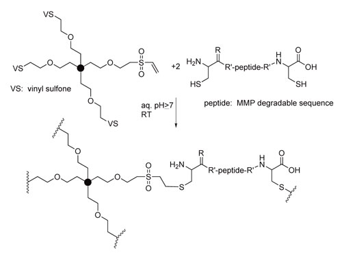 Enzymatically degradable hydrogels via Michael addition of cysteinecontaining peptides to vinyl sulfone groups Enzymatically degradable hydrogels via Michael addition of cysteinecontaining peptides to vinyl sulfone groups