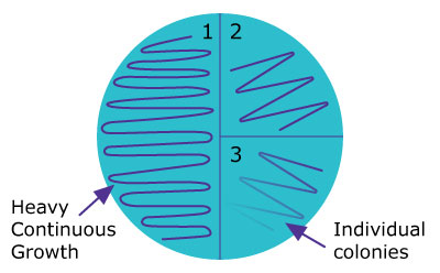 Bacterial inoculation and growth techniques - Petri Dish Quadrants Petri dish divided into quadrants, showing varying growth patterns from heavy continuous growth to individual colonies.