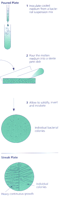 Microbiological culture methods 微生物培养方法