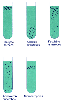 Osmotic Pressure 微需氧菌