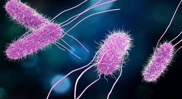Salmonella Bacteria Microscopic View A colorful illustration of Salmonella bacteria, depicted in purple color with flagella, set against a blurred blue background.