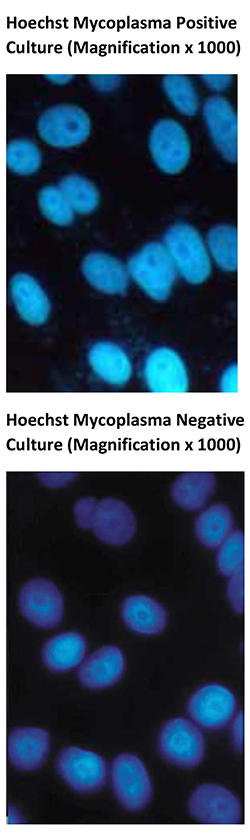 Microsoft Word - Protocol 10_Testing Cells for Mycoplasma Contamination by Indirect DNA Staining Hoechst 支原体
