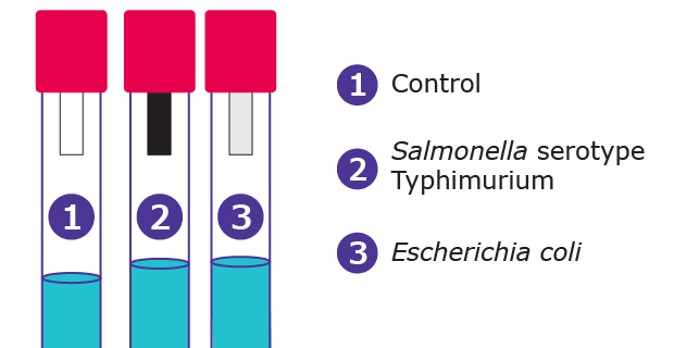 Hydrogen Sulfide Test Strips Hydrogen Sulfide Test Strips