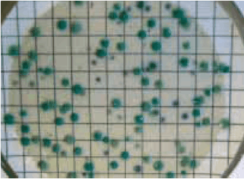 ChromoSelect Agar (C. perfringens appears as green colonies) 图2. CP ChromoSelect琼脂(产气荚膜梭菌显示为绿色菌落)