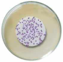 HiCrome™ M-TEC Agar for differentiation HiCrome™ M-TEC Agar for differentiation