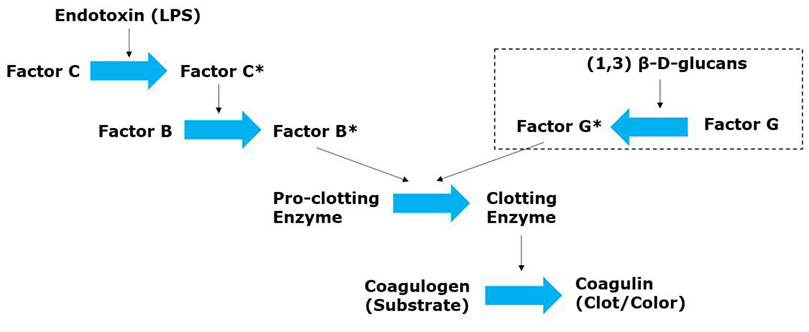 Diagram of LAL assay test principle. Diagram of LAL assay test principle.