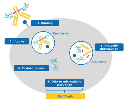 Antibody-drug Conjugate Targeting a Cancer Cell Steps describing antibody-drug conjugate targeting a cancer cell, leading to cell death after internalization and drug release.