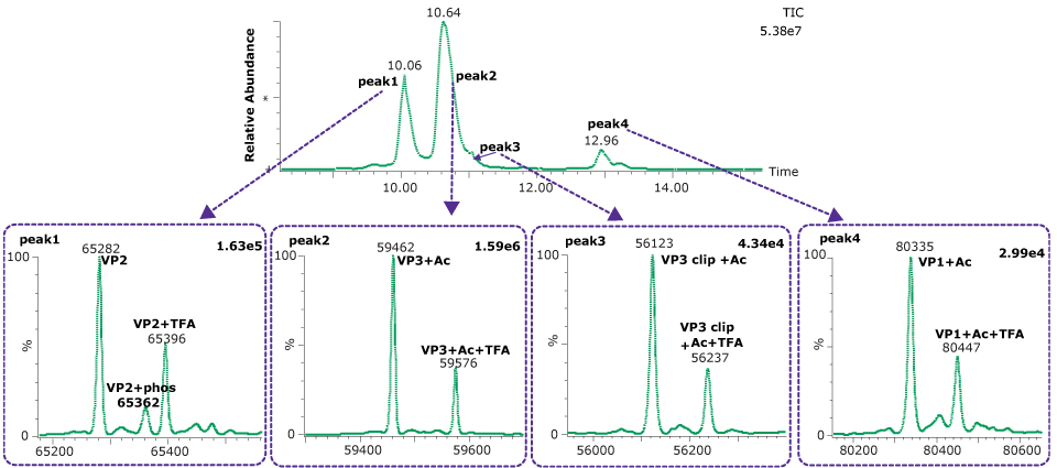 Deconvoluted spectra of each of the four dominant peaks observed on the BIOshell™ A400 Protein C4 column Deconvoluted spectra of each of the four dominant peaks observed during the intact capsid protein analysis of AAV5 on the BIOshell™ A400 Protein C4 column resulted in the mass determinations as shown. Peak 1 at 10.06 min major mass traces are VP2 65282, VP2+phos 62362, and VP2+TFA 65396; Peak 2 at 10.64 min major mass traces are VP3+Ac 59462 and VP3+Ac+TFA 59576, Peak 3 at approx. 11 min major mass traces are VP3 clip+Ac 56123, VP3 clip+Ac+TFA 56237; Peak 4 at 12.96 min major mass traces areVP1+Ac 80335 and VP1+Ac+TFA 80447.