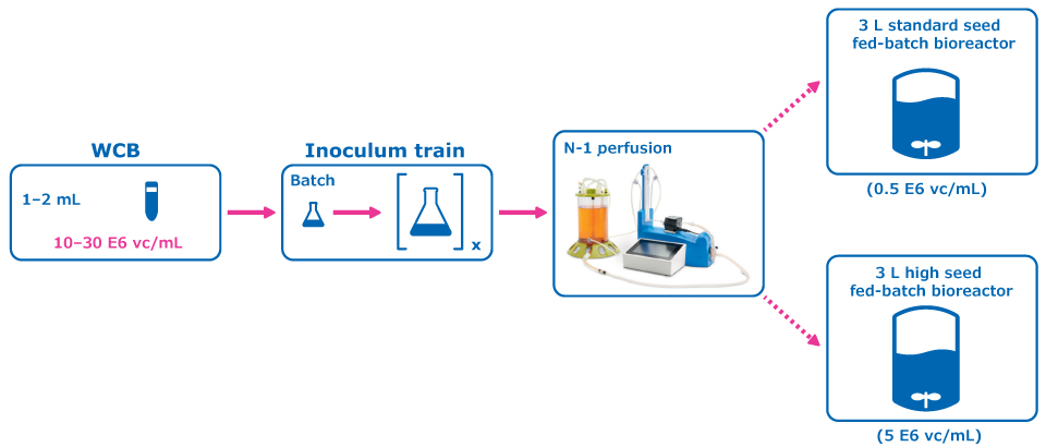 Experimental condition: Perfused N-1 Seed Train Figure 1 (Experimental condition: Perfused N-1 Seed Train) shows the experimental plan for intensified upstream case study evaluation comparing a perfused N-1 seed train utilizing a Cellicon® filter for cell retention to a conventional seed train in shake flasks prior to inoculation of a set of fed-batch bioreactors at 0.5E6 cells/mL.