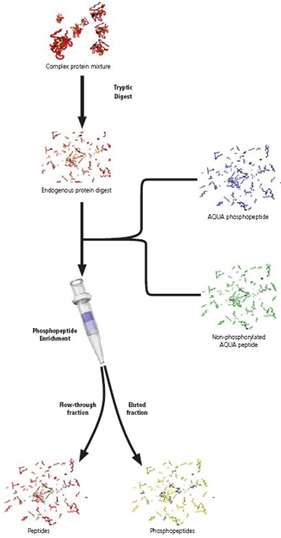 Enhance sensitivity of Protein-AQUA™ of Phosphopeptides through enrichment with a Gallium-IMAC Spin Column 镓-IMAC离心柱富集提高磷酸肽AQUA™法灵敏度