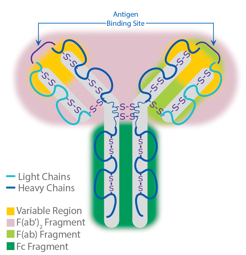 antibody-structure Antibody Structure.