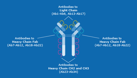Distribution of the 34 antibodies in the Antibody Array Distribution of the 34 antibodies in the Antibody Array