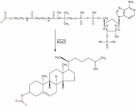 Acyl-coenzyme A:cholesterol acyltransferase 2 (ACAT2) is found in the liver and intestine, and utilizes acyl-CoA as the source of acyl chains. Acyl-coenzyme A:cholesterol acyltransferase 2 (ACAT2) is found in the liver and intestine, and utilizes acyl-CoA as the source of acyl chains.