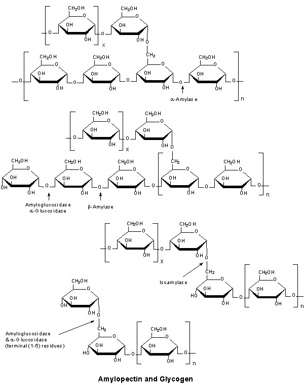 Glycobiology - Carbohydrate Enzymes and Proteins Amylopectin & Glycogen