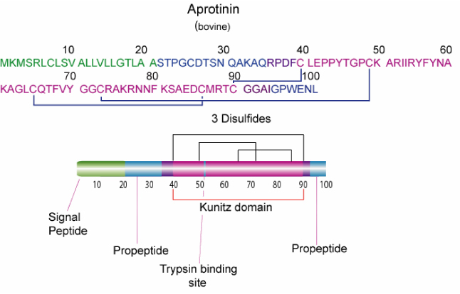 Aprotinin Aprotinin is a single peptide chain with three disulfide bonds