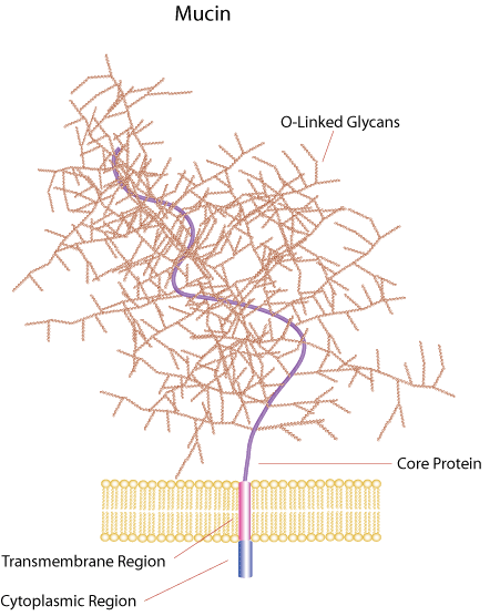 mucin Mucins are a diverse family of densely glycosylated proteins. Mucin domains within the protein core are rich in threonine, serine and hydroxyproline enabling post-translational O-glycosylation.