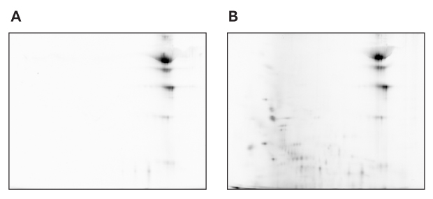 2D-E Pattern of mAb Standard Under Non-Reduction Condition 2D-E pattern of mAb standard under non-reduction conditions. Pattern on the left is the mAb standard and pattern on the right is the mAb standard in CHO cell HCPs. They show a similar pattern.