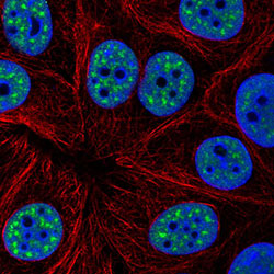 Anti-DDX39B antibody IF staining showing nuclear speckles. Anti-DDX39B antibody IF staining showing nuclear speckles.