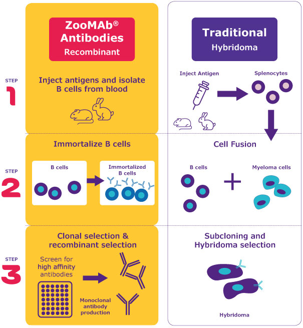 ZooMAb® Antibodies Recombinant vs. Traditional Hybridoma Infographic comparing traditional hybridoma technology with ZooMAb® technology. The left side outlines ZooMAb® technology, detailing steps to isolate B cells from blood, immortalize them, and perform clonal selection for high affinity antibodies, emphasizing its robust and recombinant nature with multiple species potential. The right side illustrates the traditional method, showing steps to inject an antigen, isolate splenocytes, fuse B cells with myeloma cells, and select hybridomas, highlighting limited species use.