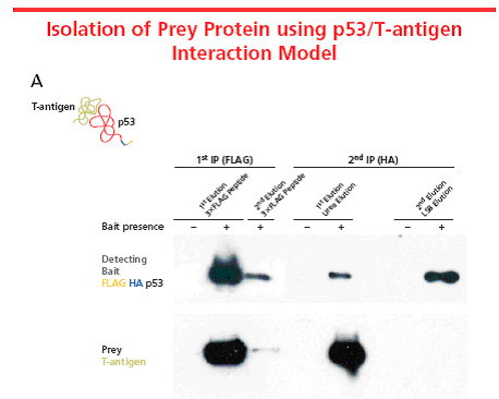 Isolation of prey portein using p-53/T-Antigen Intraction model Isolation of prey portein using p-53/T-Antigen Intraction model
