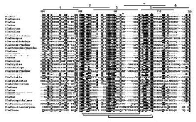 Phylogenetic Relation Analysis Phylogenetic Relation Analysis