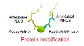 Duolink PLA Applications Protein Modification