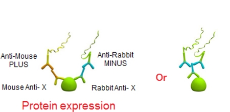 Duolink PLA Applications Low Abundant Proteins
