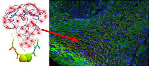 Duolink PLA Applications Protein Localization