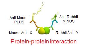 Duolink PLA Applications Protein-Protein Interaction