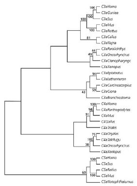 Sequence and Phylogenetic Analysis Sequence and Phylogenetic Analysis