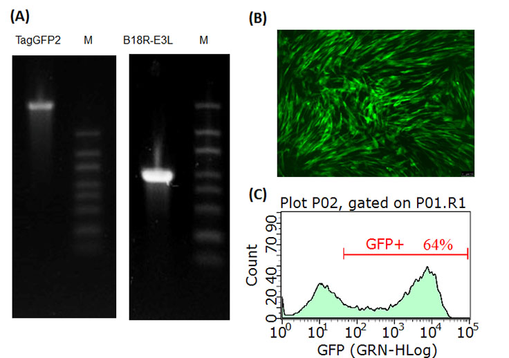 RNA-gels RNA gels and TagGFP2 expression in HFFs