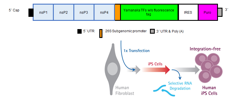 human-ips-cells-5 Human iPS cells can be genereated with a single transfection