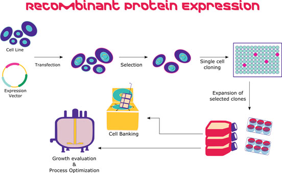 Illustration of recombinant protein expression in mammalian cells Illustration of recombinant protein expression in mammalian cells