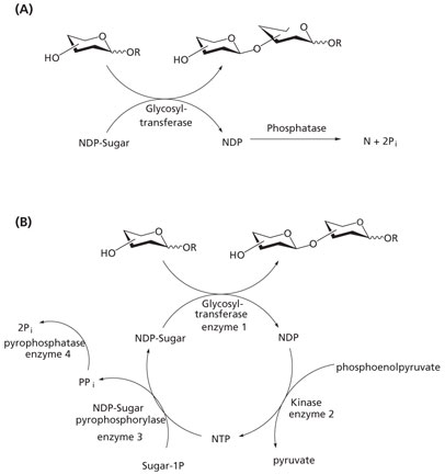 Methods for avoiding enzyme inhibition in glycosyltransferase-catalyzed synthesis Methods for avoiding enzyme inhibition in glycosyltransferase-catalyzed synthesis
