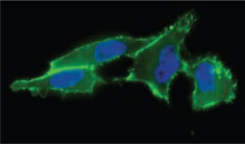 Cell surface sialic acid presentation Cell surface sialic acid presentation